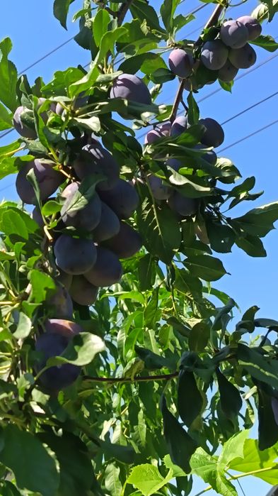 Prune pentru țuică, și gem