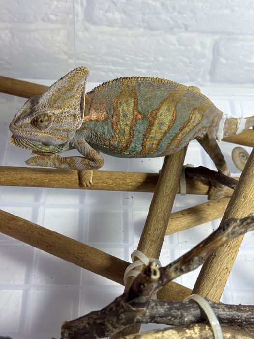 Йеменский хамелеон