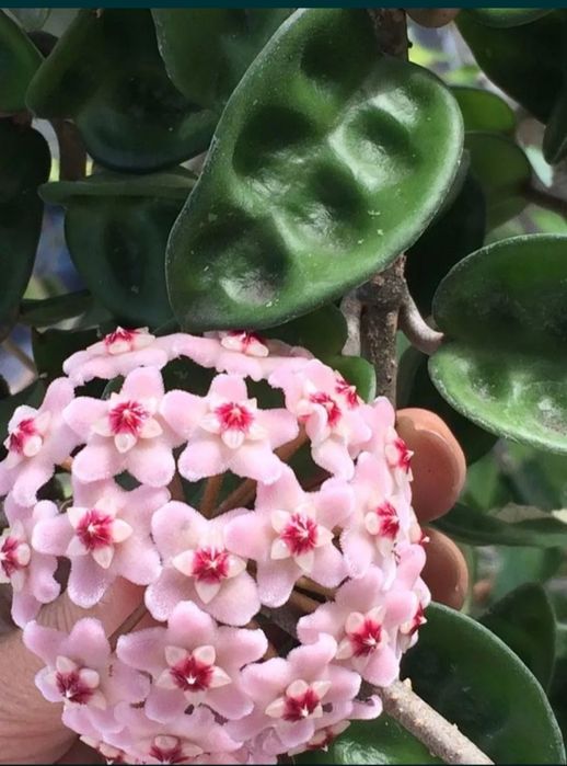 Каланхоэ, для дома и офиса