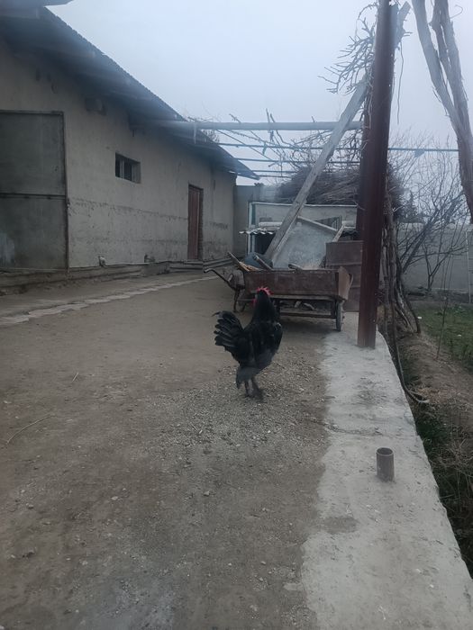 Брама Хуроз катта сотилади 3 кг Юки бор 2 ешар  еб ичишига Муаммо ек