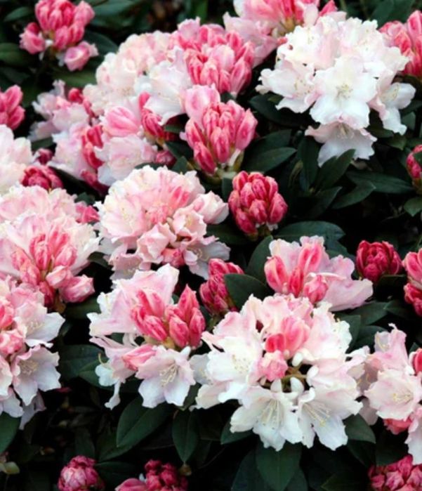 Rhododendron (Trandafir De Munte )