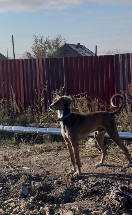 Тазы сатылады...