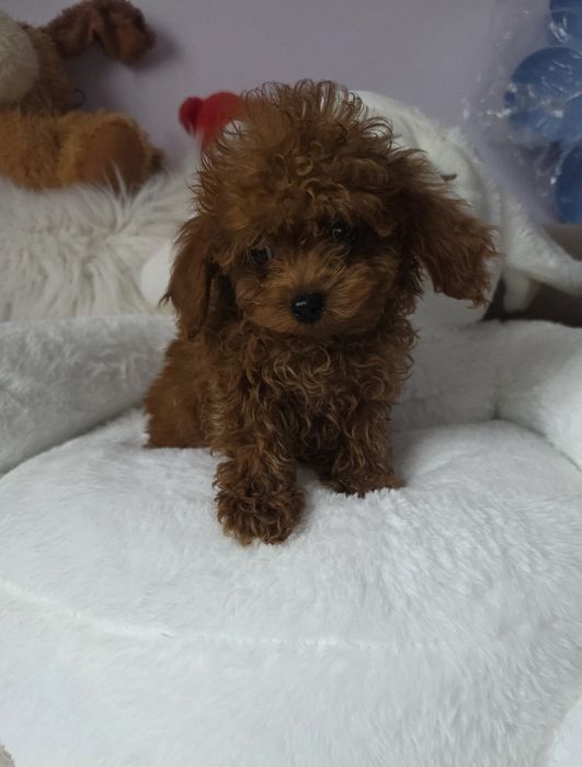 Пудел той с родословие/всички ваксини