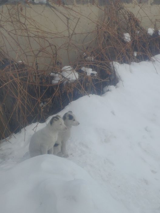 Щенок в добрые руки!