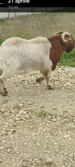 Vând țap Boer de 3 ani și iezii din el