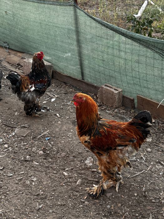 vând 2 cocoși brahma