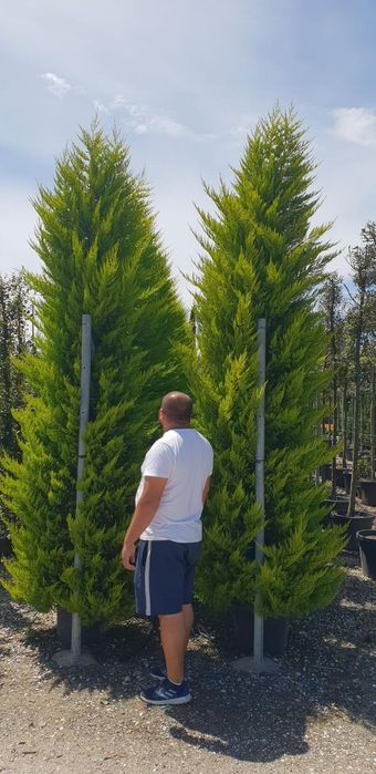 Leylandy toate dimensiunile calitate extra