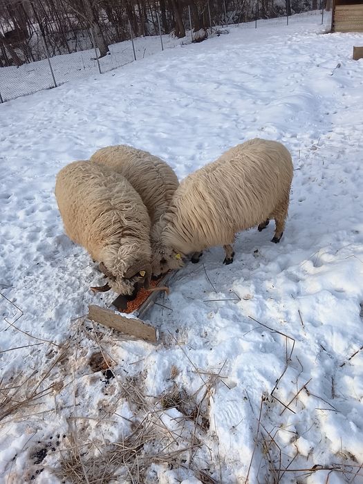 Oi tinere de vânzare