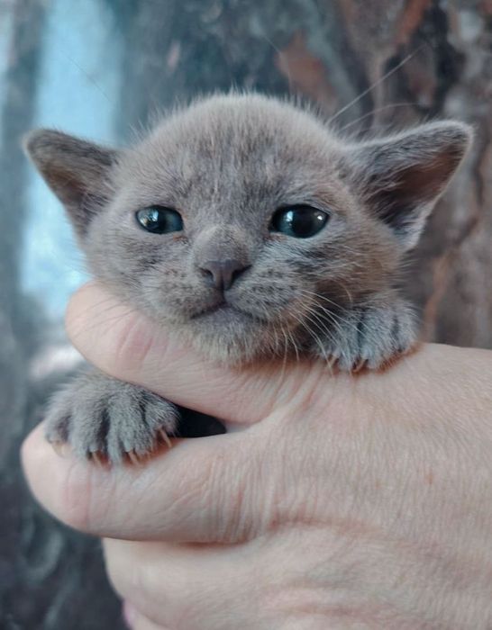Котята Европейской бурмы