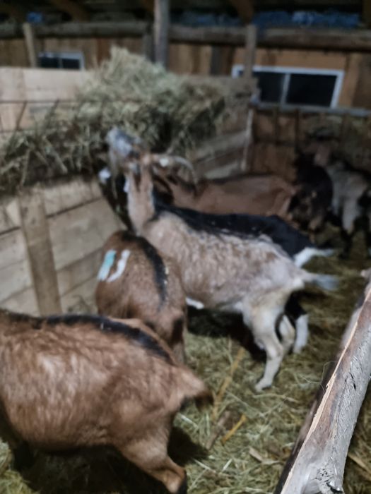 Vând capre gestante