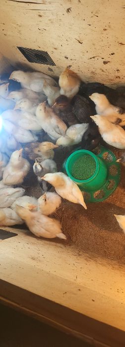 Цыплята домашние