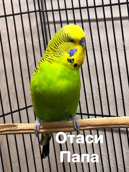 Птенцы попугая Чех