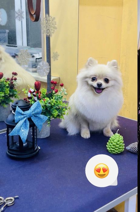 Продам шпица девочку срочно