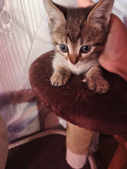 Котята в добрые руки.