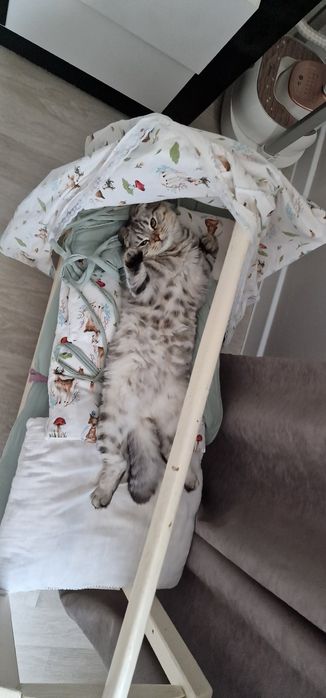 Отдам в добрые руки Вислоухие кошки