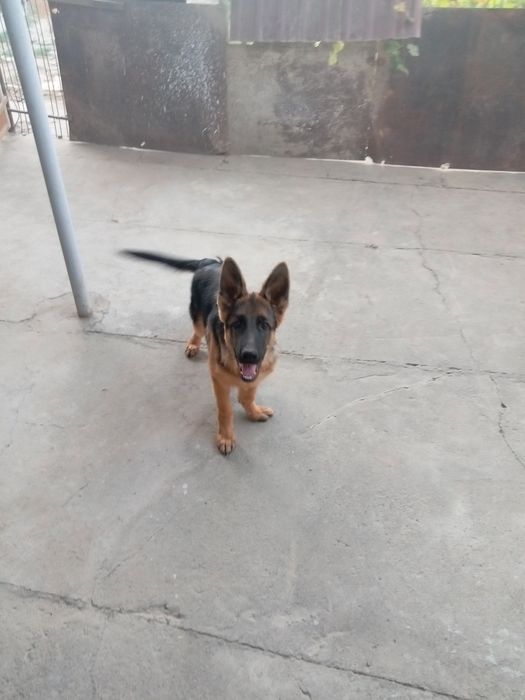 Продаётся Овчарка