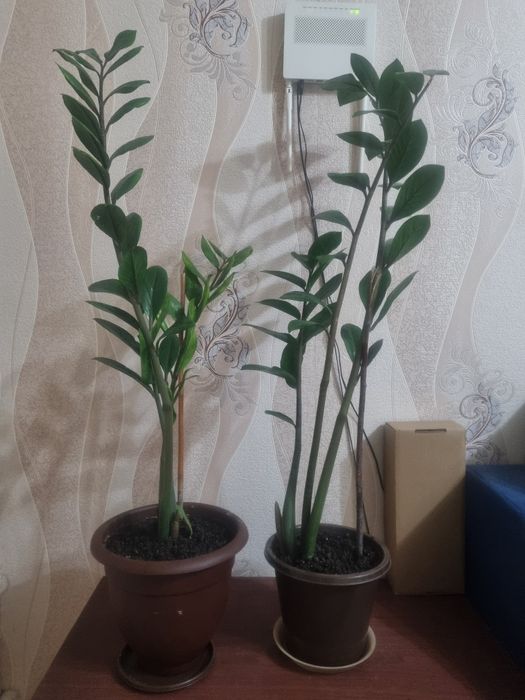 Цветы комнатные.