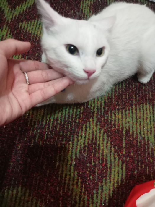 Mushuk sotiladi toza uy mushugi  zoti turetski angora