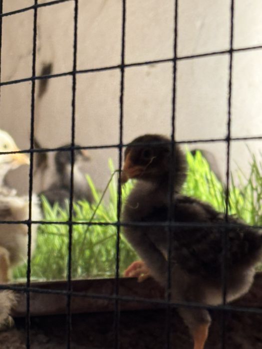 Продам  домашних цыплят