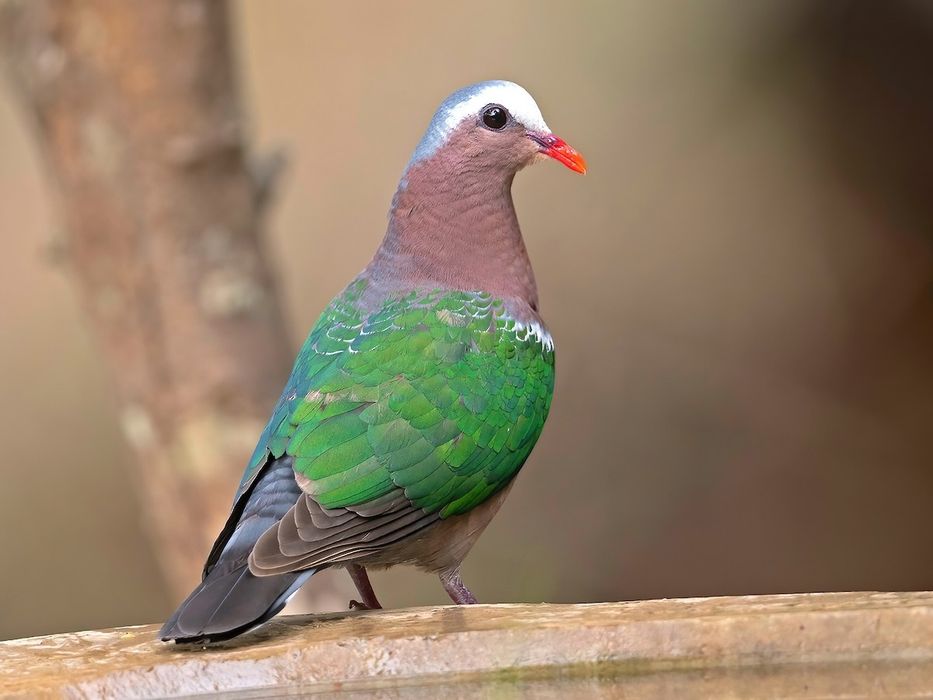 Caut Turturele Aripă Verde