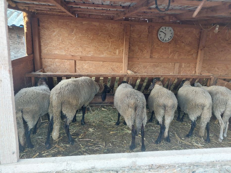 Vând 5 oi și un berbec