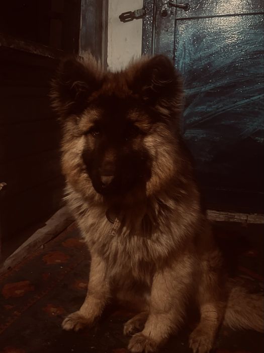 Овчарка 10мес длиношорсынй