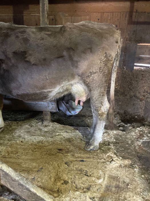 Vaca gestantă de vânzare