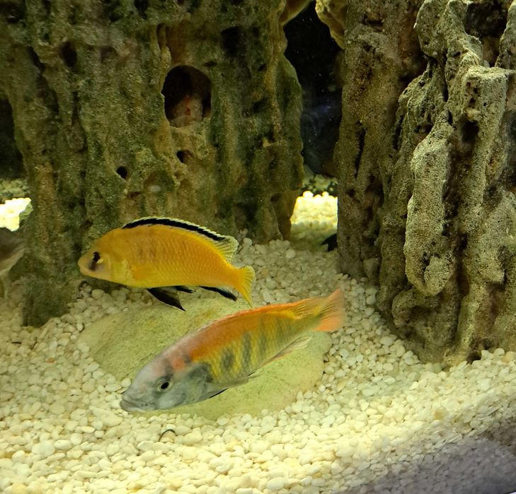 Самцы африканских цихлид