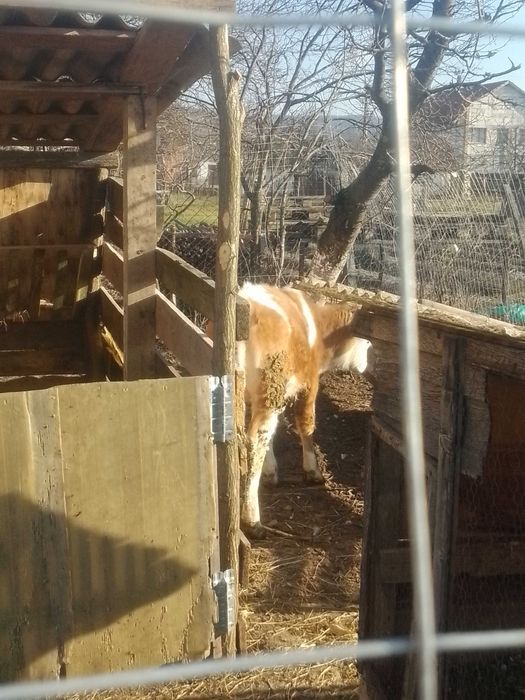 Vițel balțat românesc