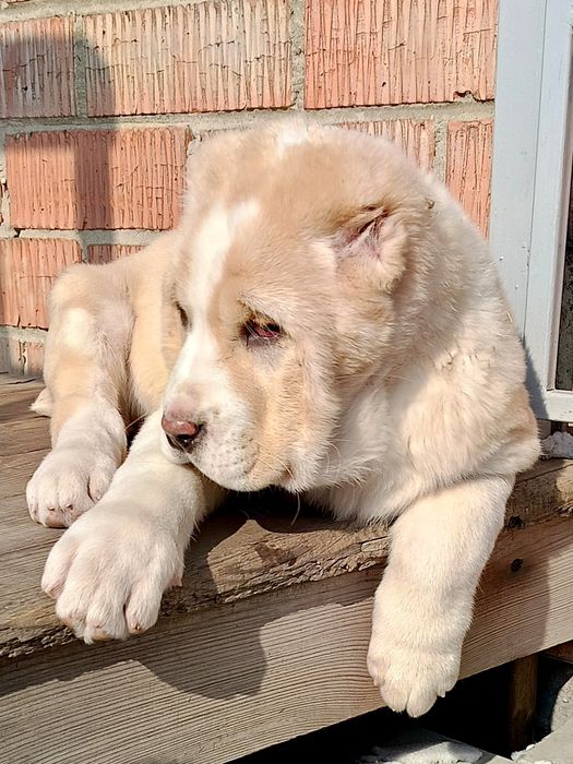 Продам щенков азиатов