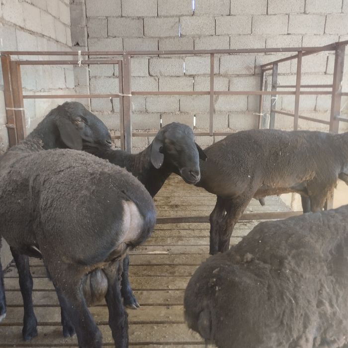 Семіз қошқар сатылады