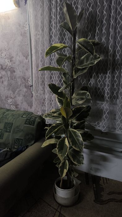 Продам Фикус Тенеке