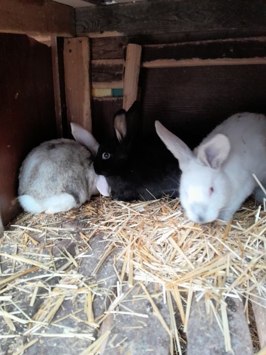 Кролики  крольчата