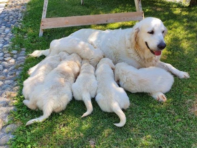 De vânzare – Pui Golden Retriever FCI, 8 săptămâni