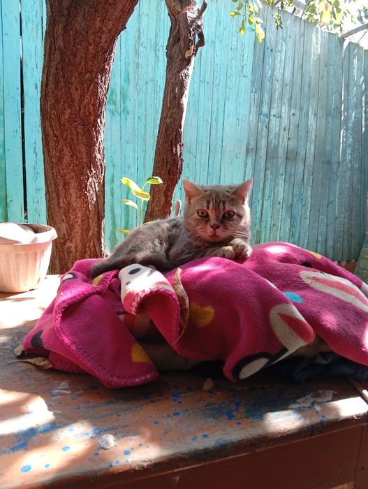 Отдам шотландских котят