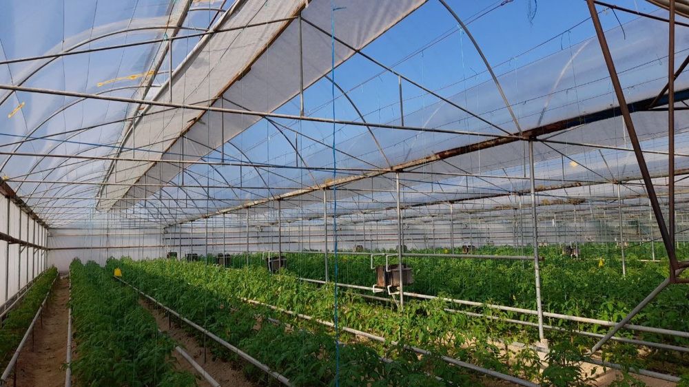 Срочно Теплица Назарбекда  сотилади вариантлар бор .