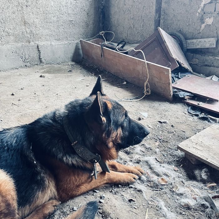 Собака собака овчаркаккк