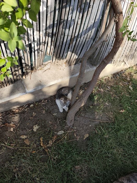 Donez 2 pui de pisică