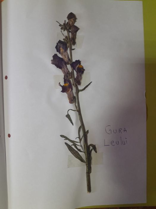 Ierbar 40 plante