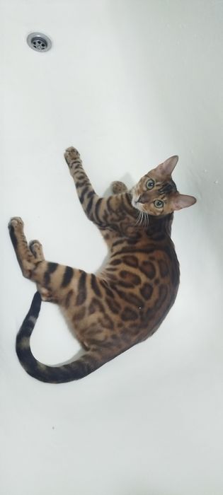 Кот бенгальский чистокровный
