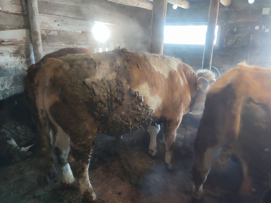 Продам быков с откорма