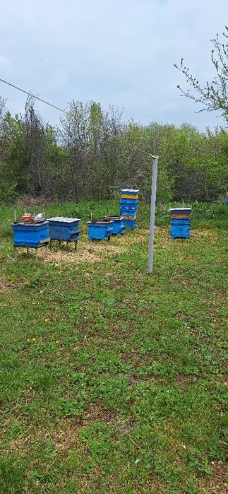 Пчелни кошери празни