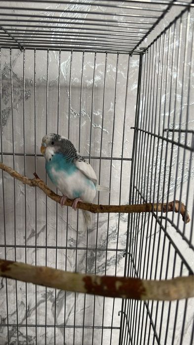 Продаю 4 попугаев 2 пары