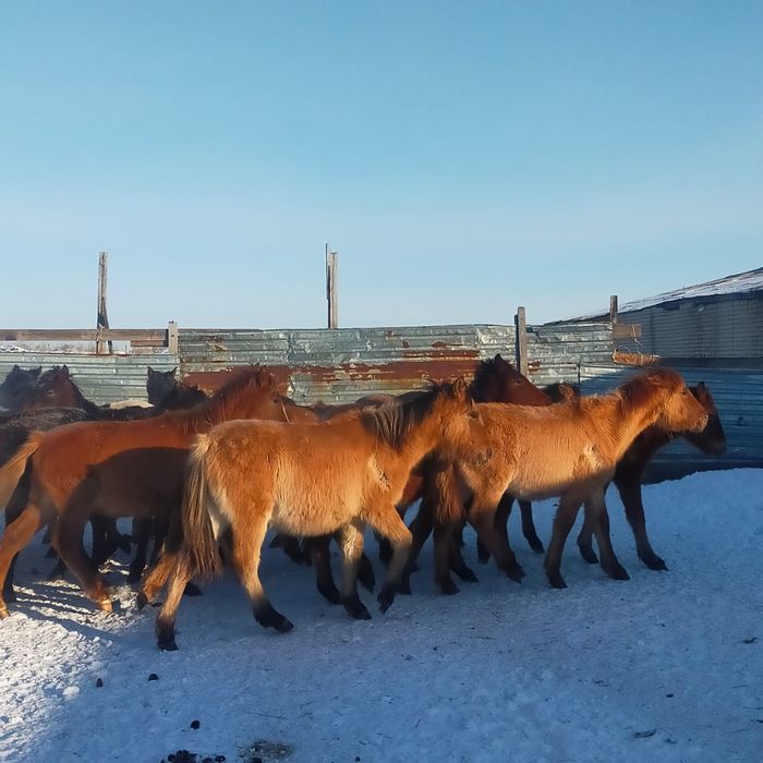 Жеребята 300тыс доставка