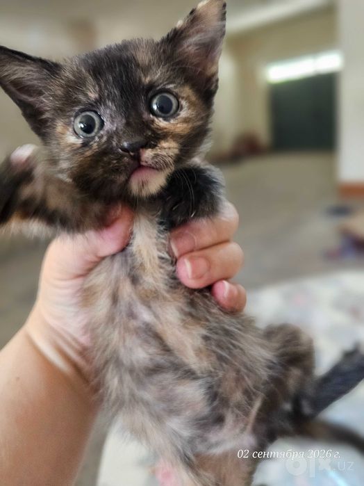 Котенок в добрые руки
