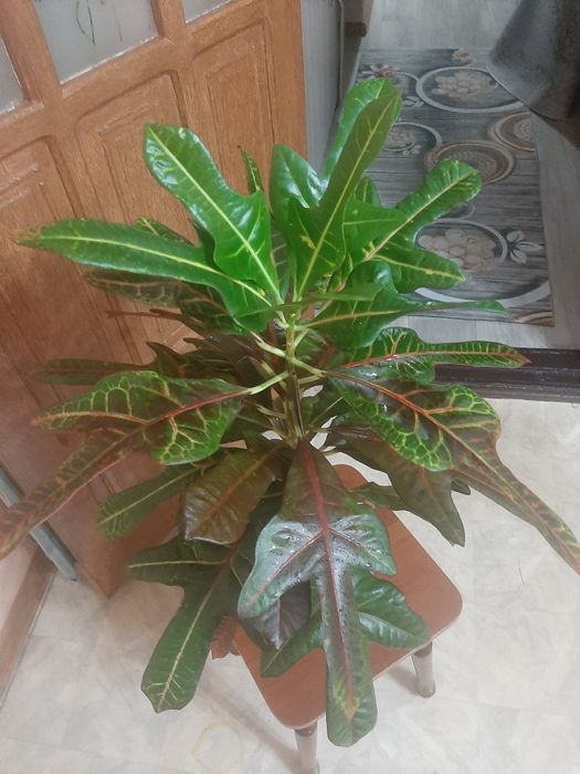 Комнатные растения распродажа