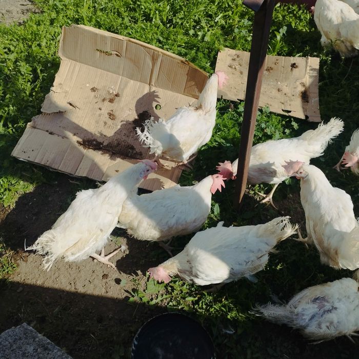 курицы куры несушки