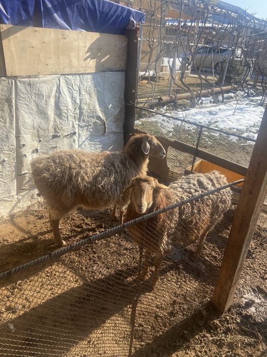 Семіз қой сатылады