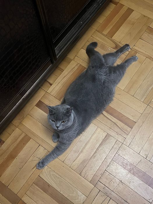 Отдам кота в добрые руки