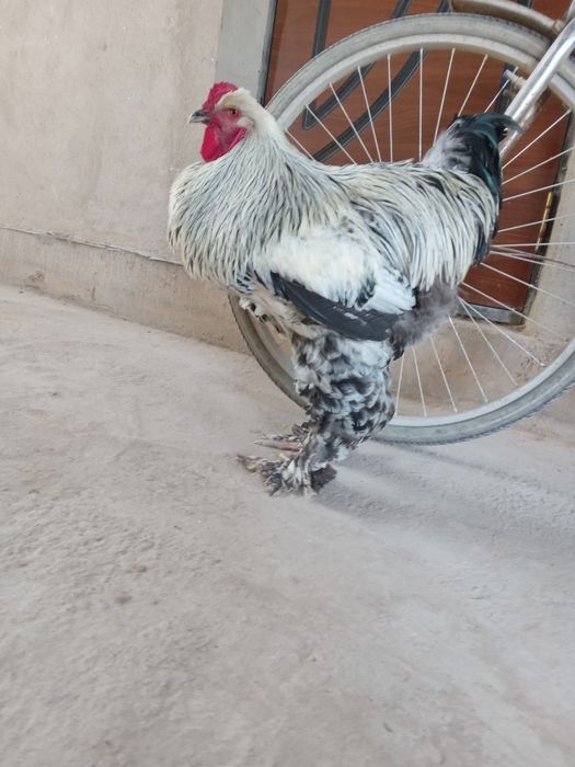 Брама Хуроз сотилади соглом